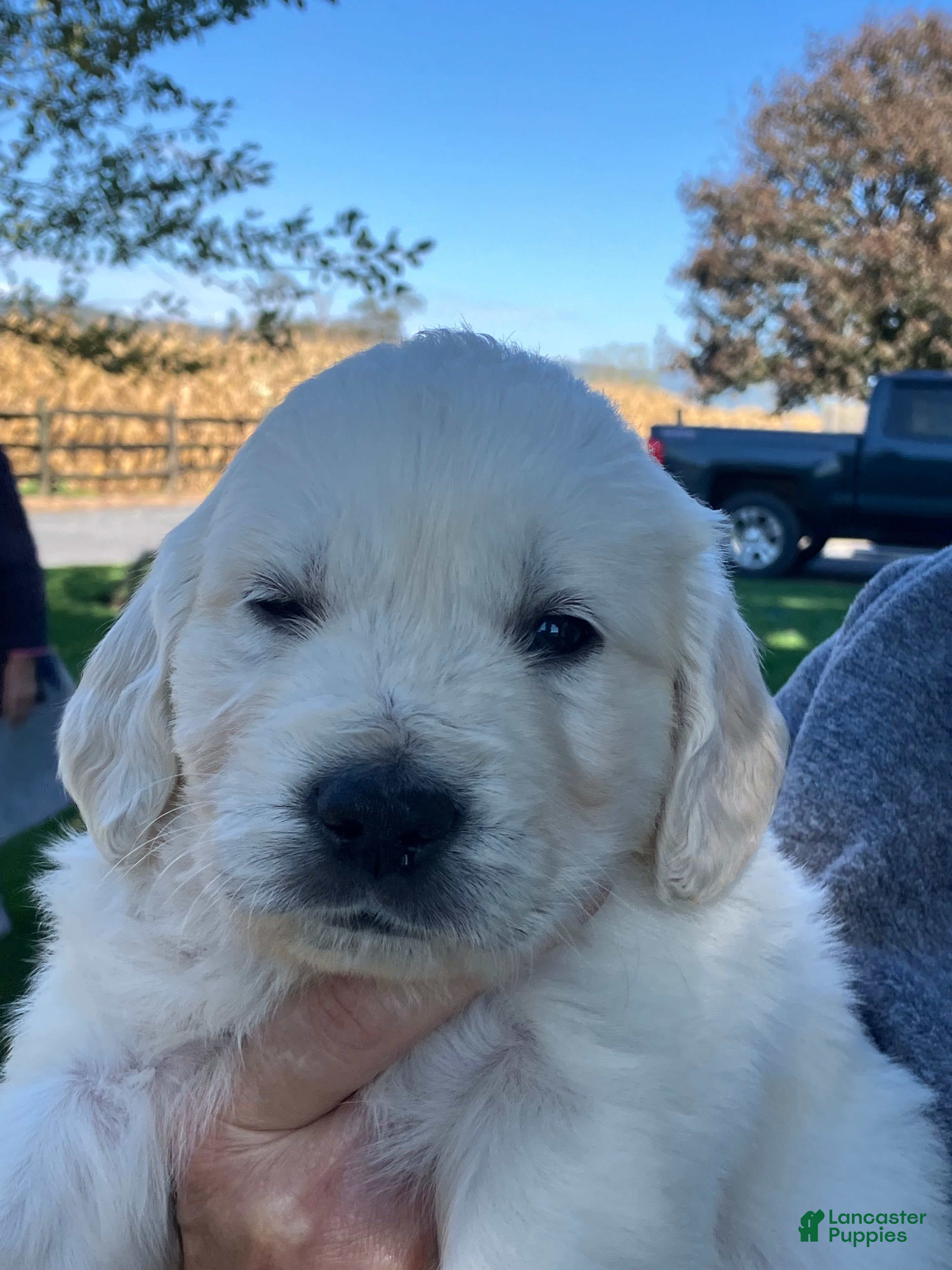 Golden Retriever dogs Golden Retriever Alphie/light blue - Ad 25