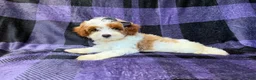 Cavapoo dogs for sale: Sugar - Ad 2