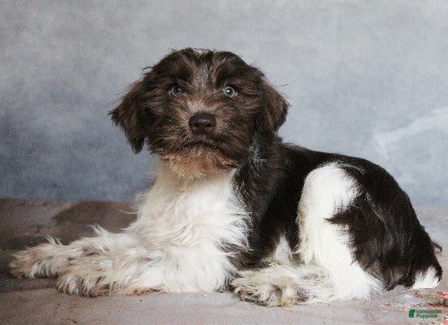 Miniature Schnauzer dogs Kayden - Ad 36