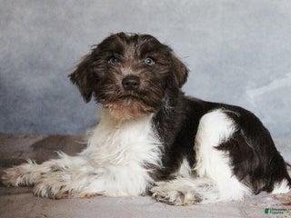 Miniature Schnauzer dogs Kayden - Ad 31