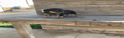 Rottweiler dogs for sale: Daisy  - Ad 8
