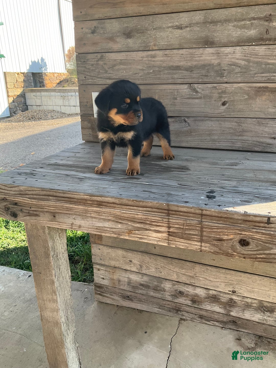 Rottweiler dogs for sale: Daisy  - Ad 8