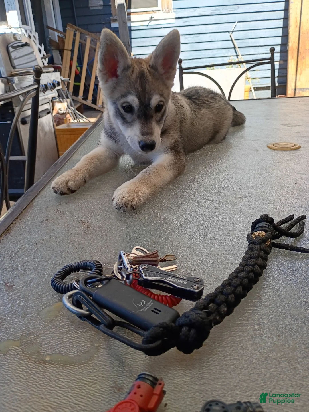 Siberian Husky dogs for sale: Big boy - Ad 2