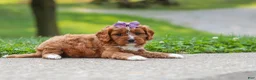 Cavapoo dogs for sale: Bella - Ad 5