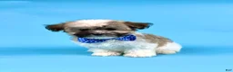 Havanese dogs for sale: EDEN - Ad 3