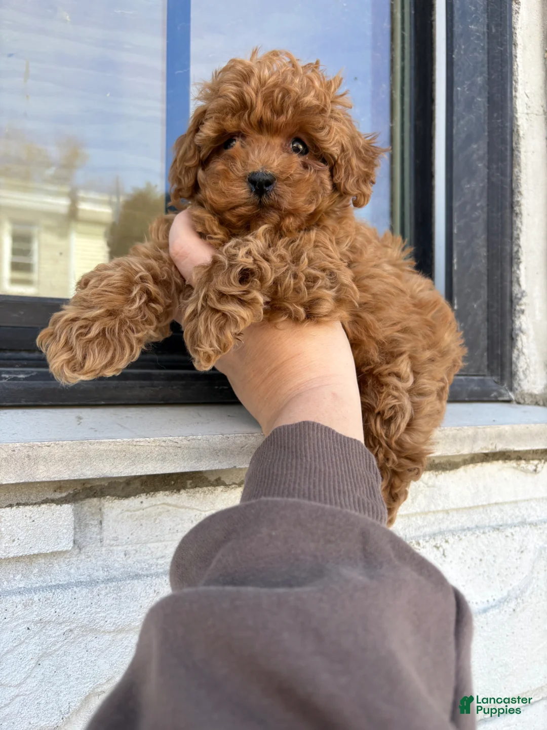 Miniature Poodle dogs for sale: Saint  - Ad 1