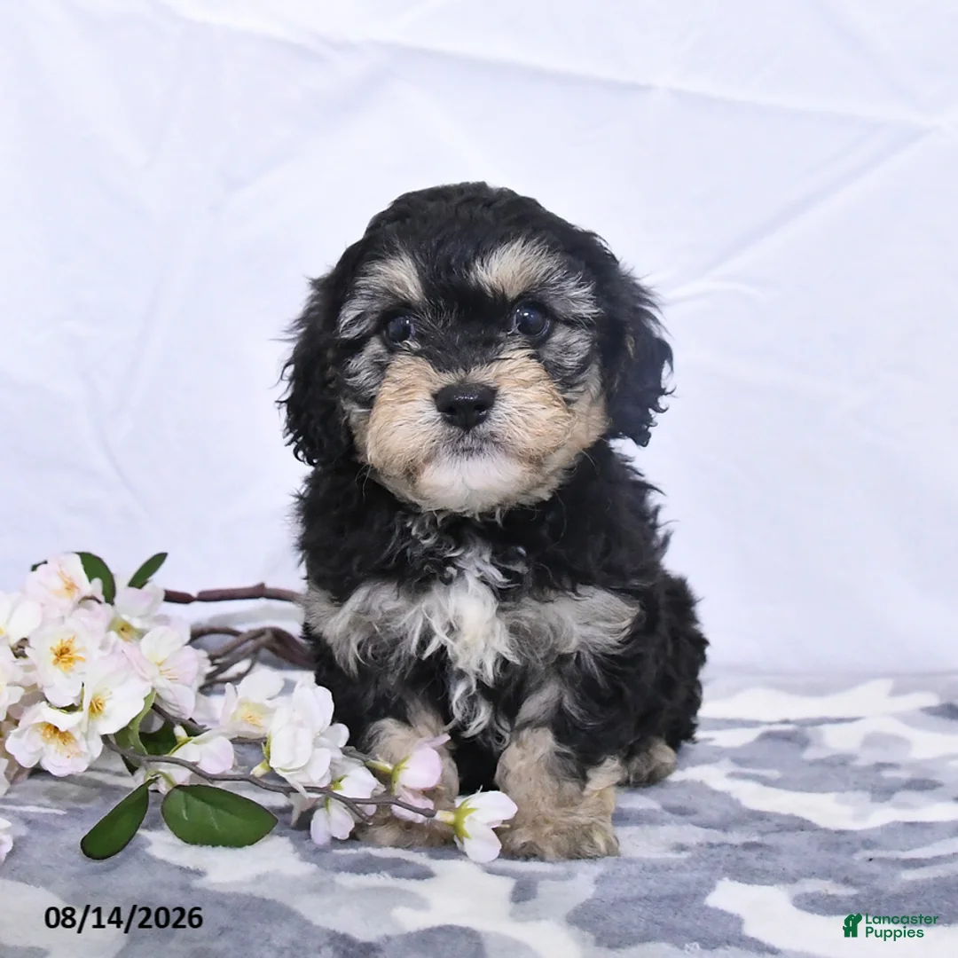 Cavapoo dogs for sale: Ozzy - Ad 5