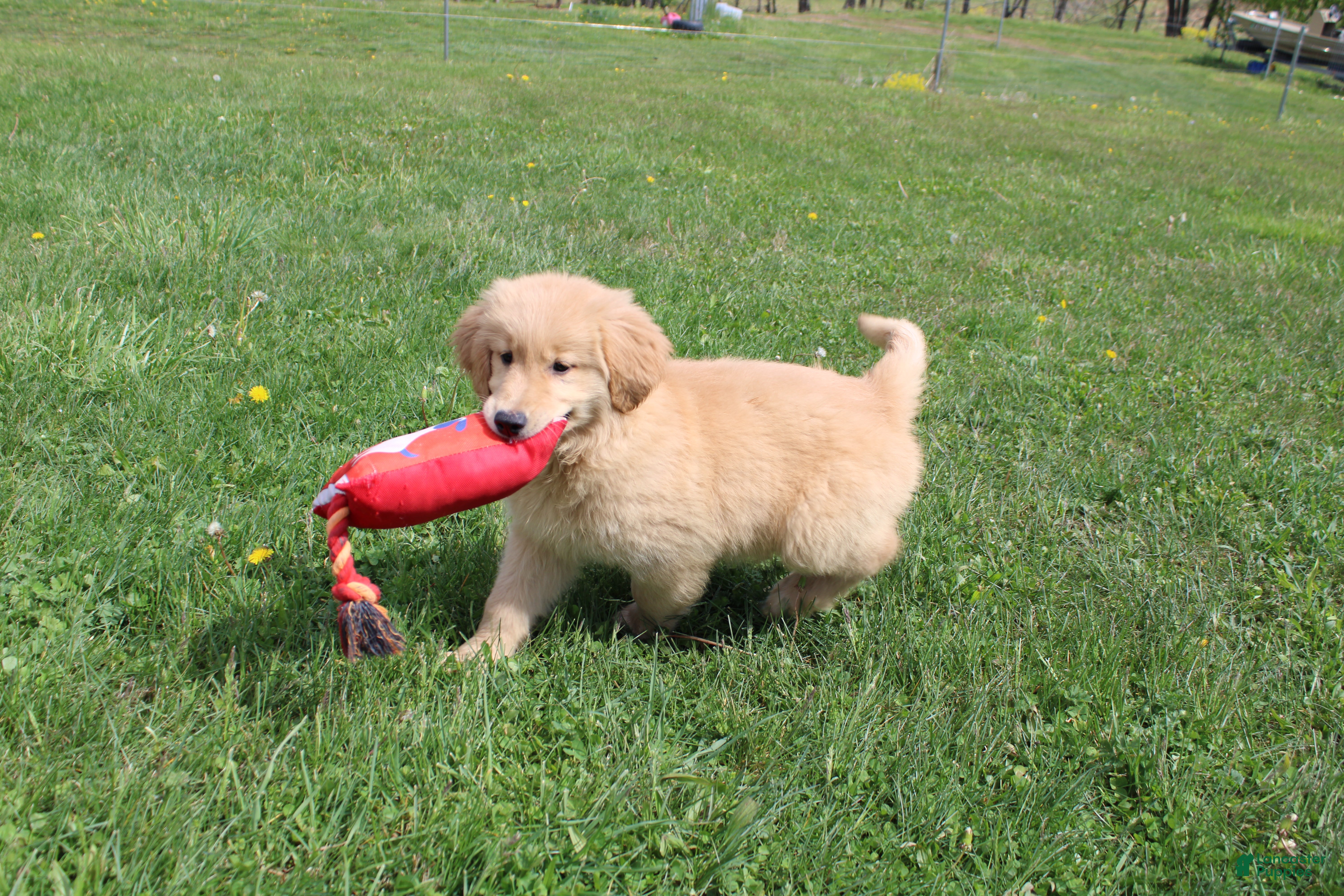 Golden Retriever dogs for sale: Centiliter  - Ad 2