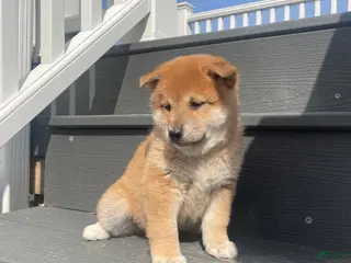 Shiba Inu dogs for sale: Simba - Ad 4