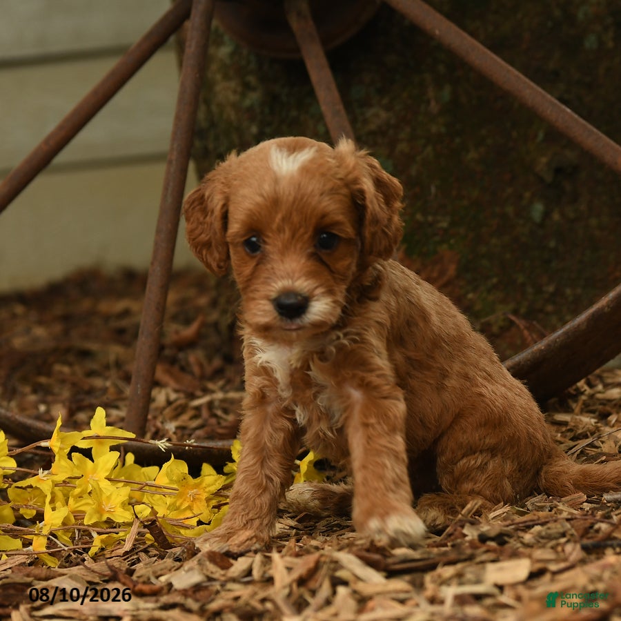 Goldendoodle dogs Lily - Ad 2