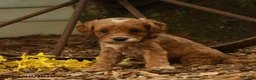 Goldendoodle dogs for sale: Lily - Ad 2