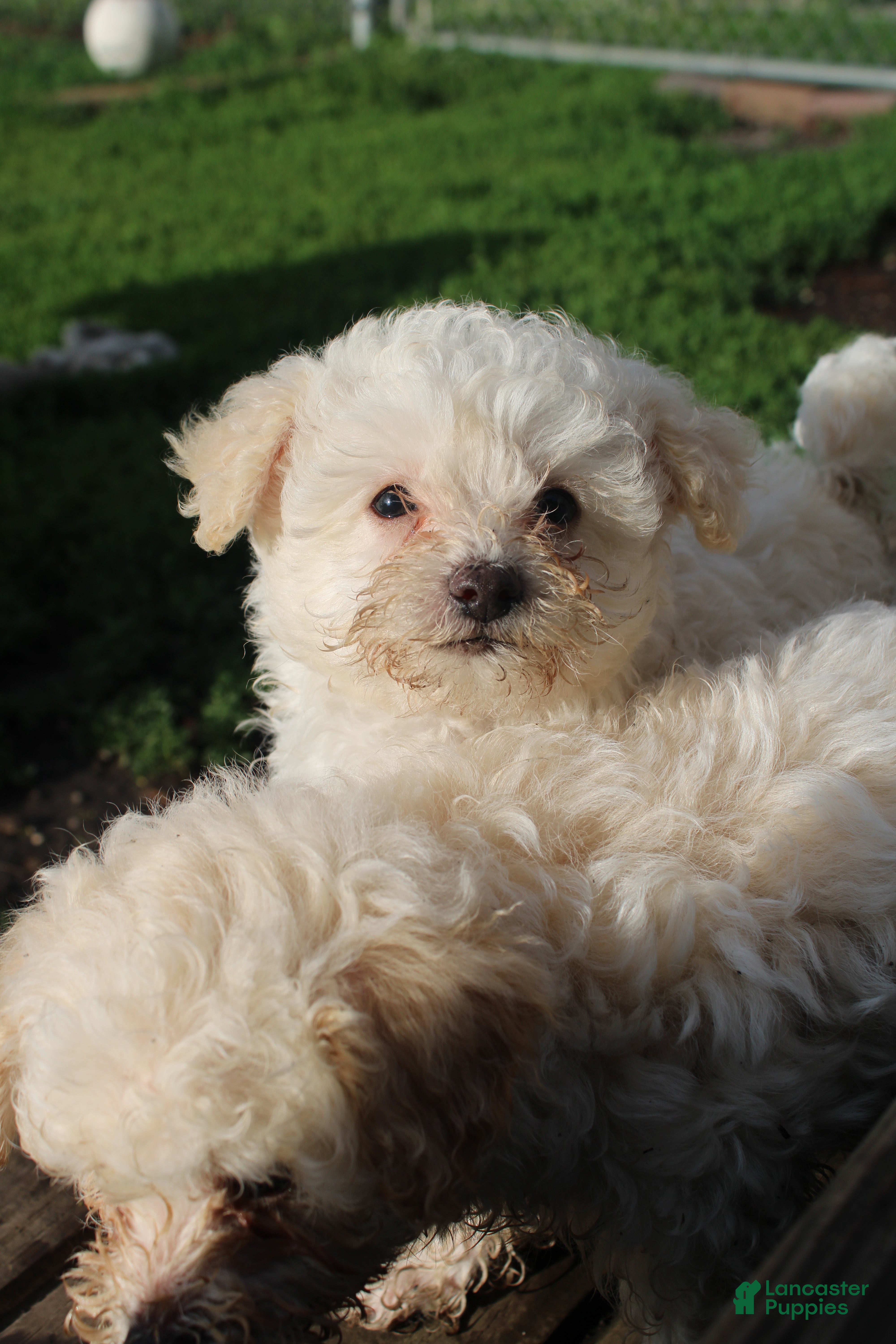 Yorkiepoo dogs Onyx - Ad 1