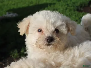 Yorkiepoo dogs for sale: Onyx - Ad 4