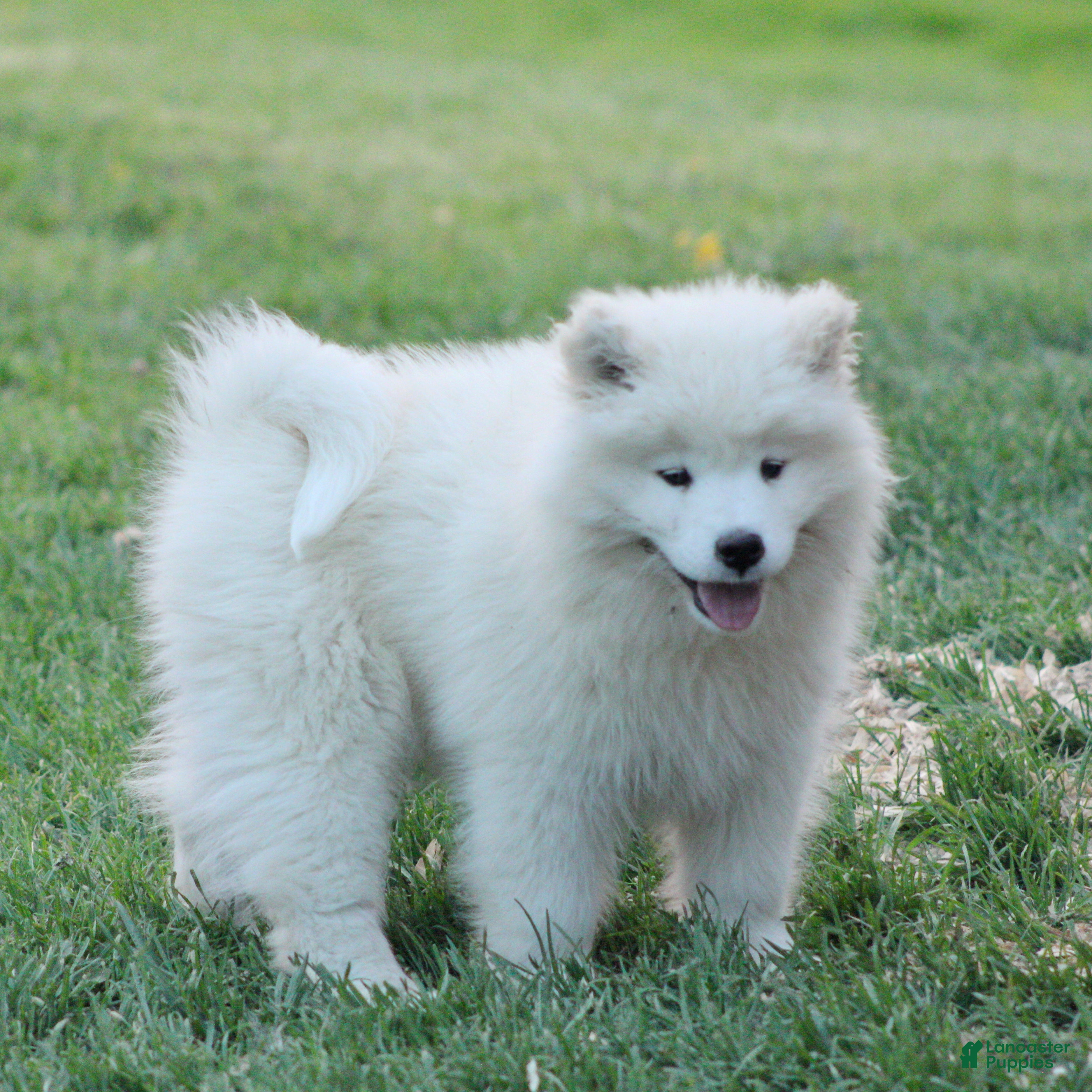 Samoyed dogs Samoyed Puppy 2 - Ad 1