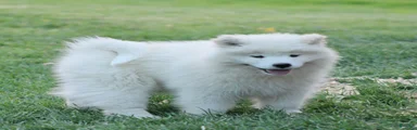 Samoyed Puppy 2