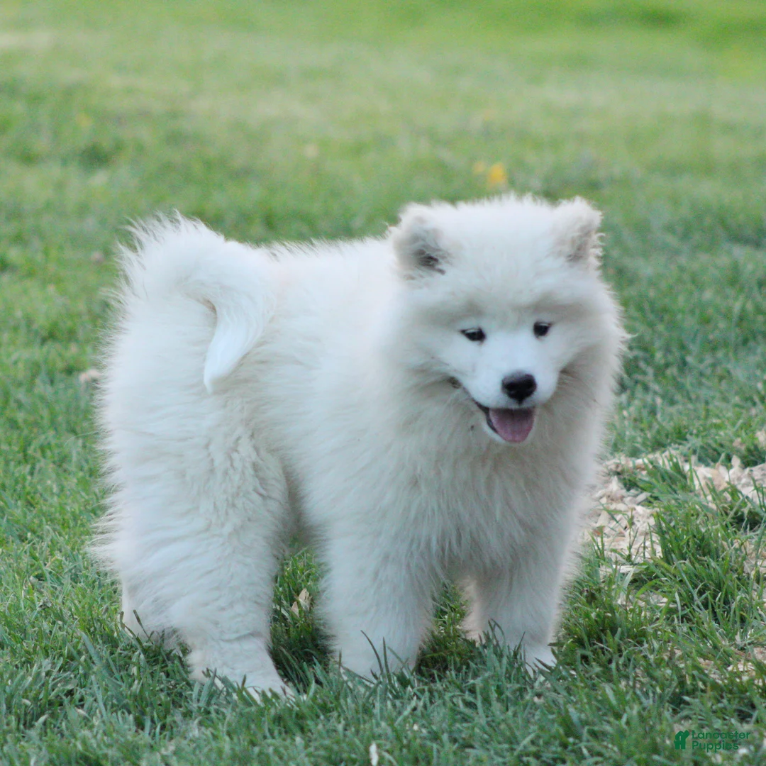 Samoyed dogs for sale: Samoyed Puppy 2 - Ad 1