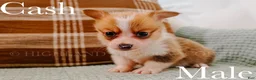 Welsh Corgi Pembroke dogs for sale: Cash - Ad 3