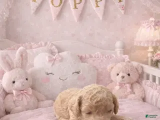 Cockapoo dogs Poppy - Ad 1