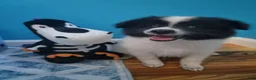 Pomeranian dogs for sale: Oreo - Ad 6