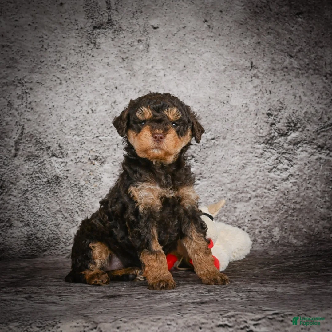 Mini Goldendoodle dogs for sale: Mya - Ad 2