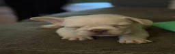 French Bulldog dogs for sale: French Bulldog Puppy 1 - Ad 5