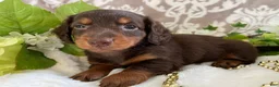 Miniature Dachshund dogs for sale: Moose - Ad 17