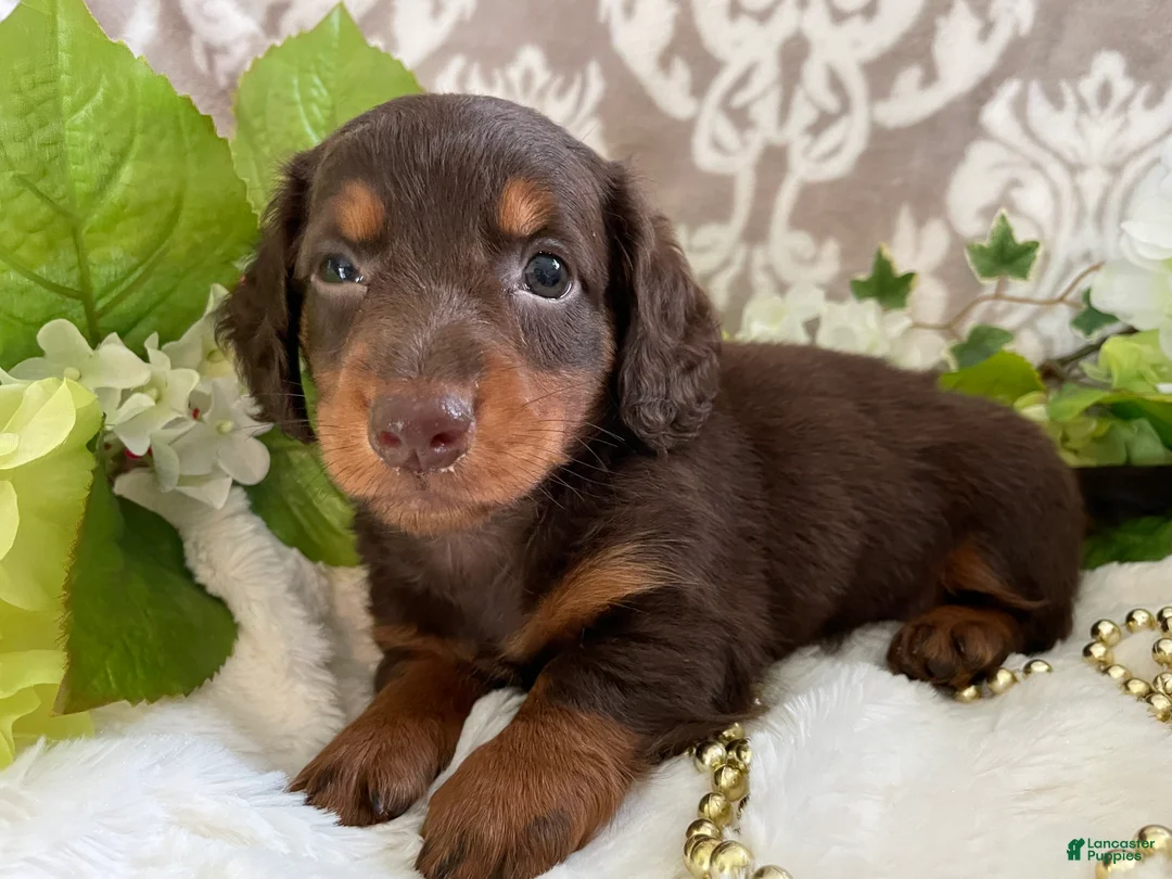 Miniature Dachshund dogs for sale: Moose - Ad 17
