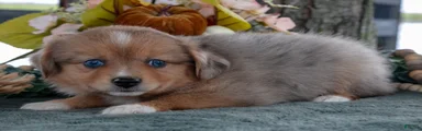 Willow