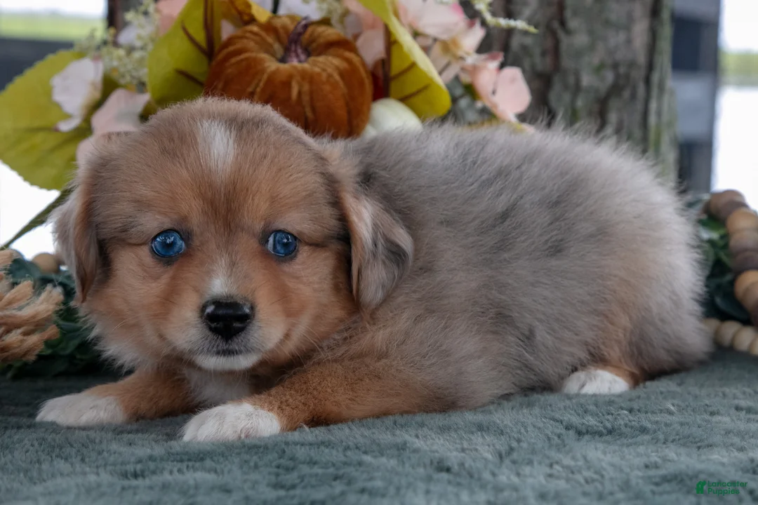 Toy Australian Shepherd dogs for sale: Willow - Ad 1