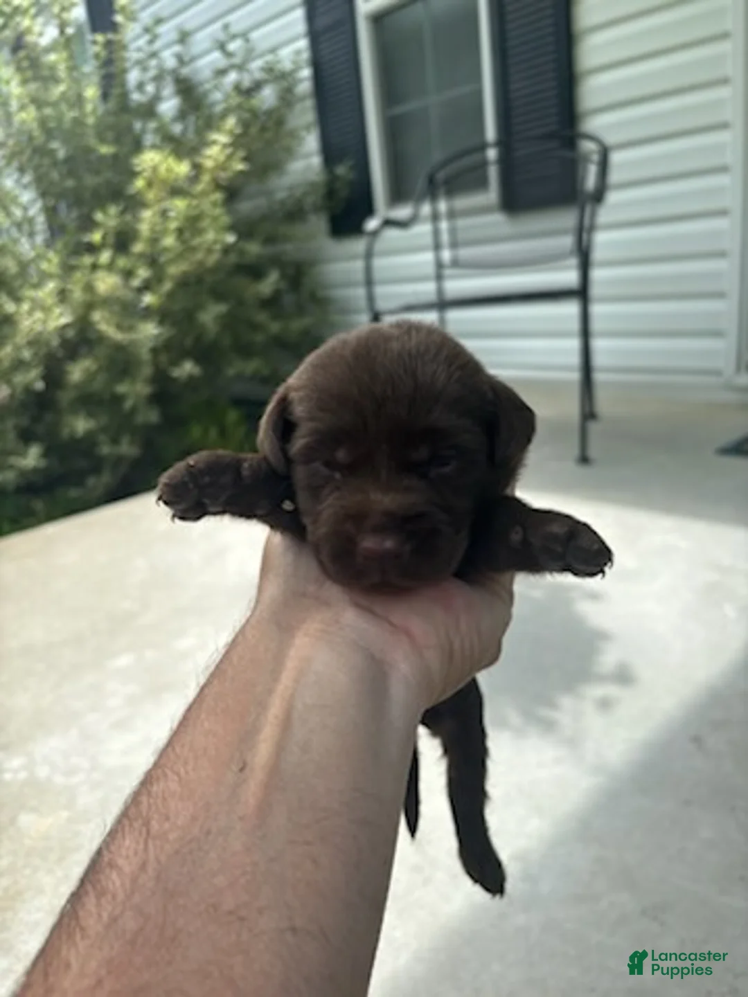 Labrador Retriever dogs for sale: Twix - Ad 1