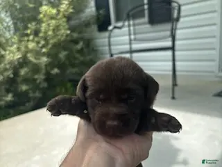 Labrador Retriever dogs Twix - Ad 24