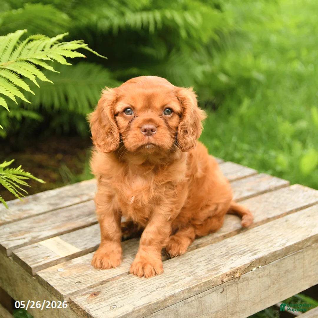 Cavalier King Charles Spaniel dogs for sale: Leo - Ad 1