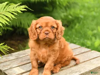 Cavalier King Charles Spaniel dogs for sale: Leo - Ad 1