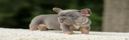 French Bulldog dogs for sale: Duke - Ad 2