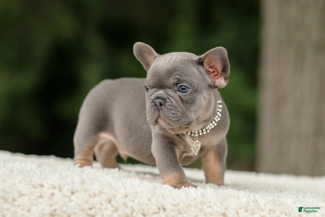 French Bulldog dogs for sale: Duke - Ad 2