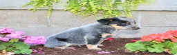 Australian Cattle Dog dogs for sale: Buster - Ad 6