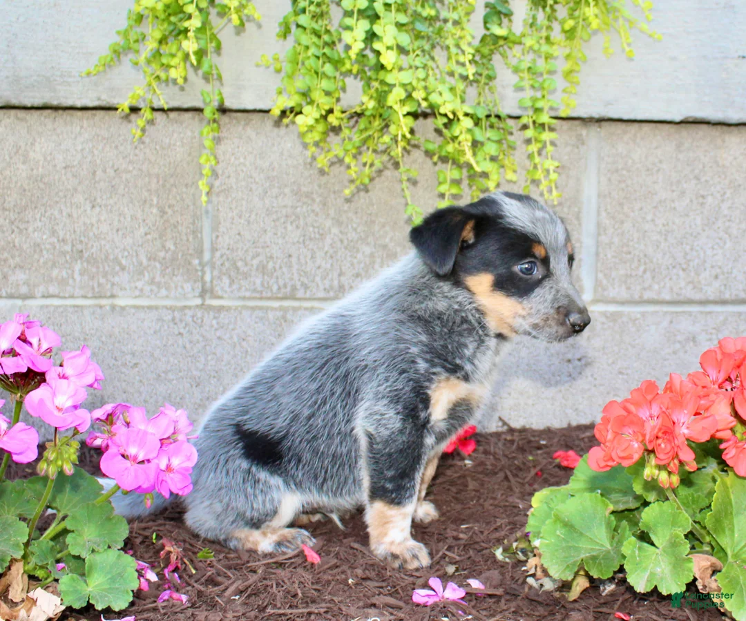 Australian Cattle Dog dogs for sale: Buster - Ad 6