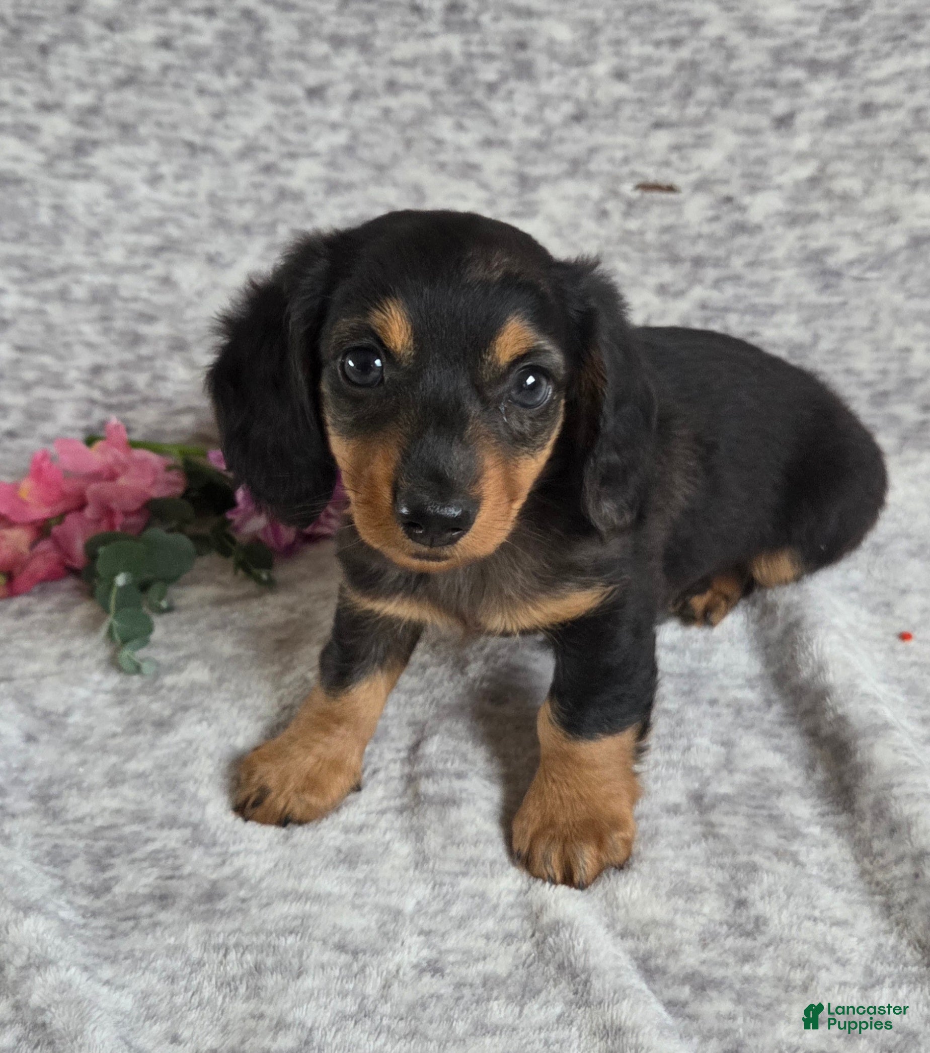 Miniature Dachshund dogs Jasmine - Ad 1