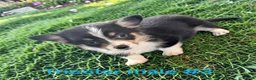 Welsh Corgi Pembroke dogs for sale: Welsh Corgi Pembroke 3 - Ad 2