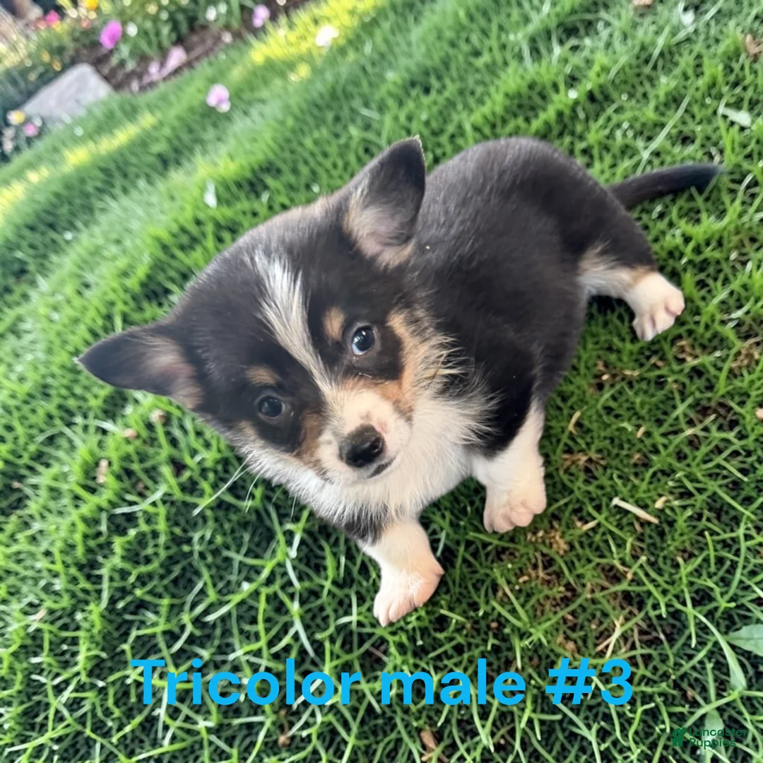 Welsh Corgi Pembroke dogs for sale: Welsh Corgi Pembroke 3 - Ad 2