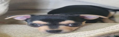 Eddie (Chihuahua 1)