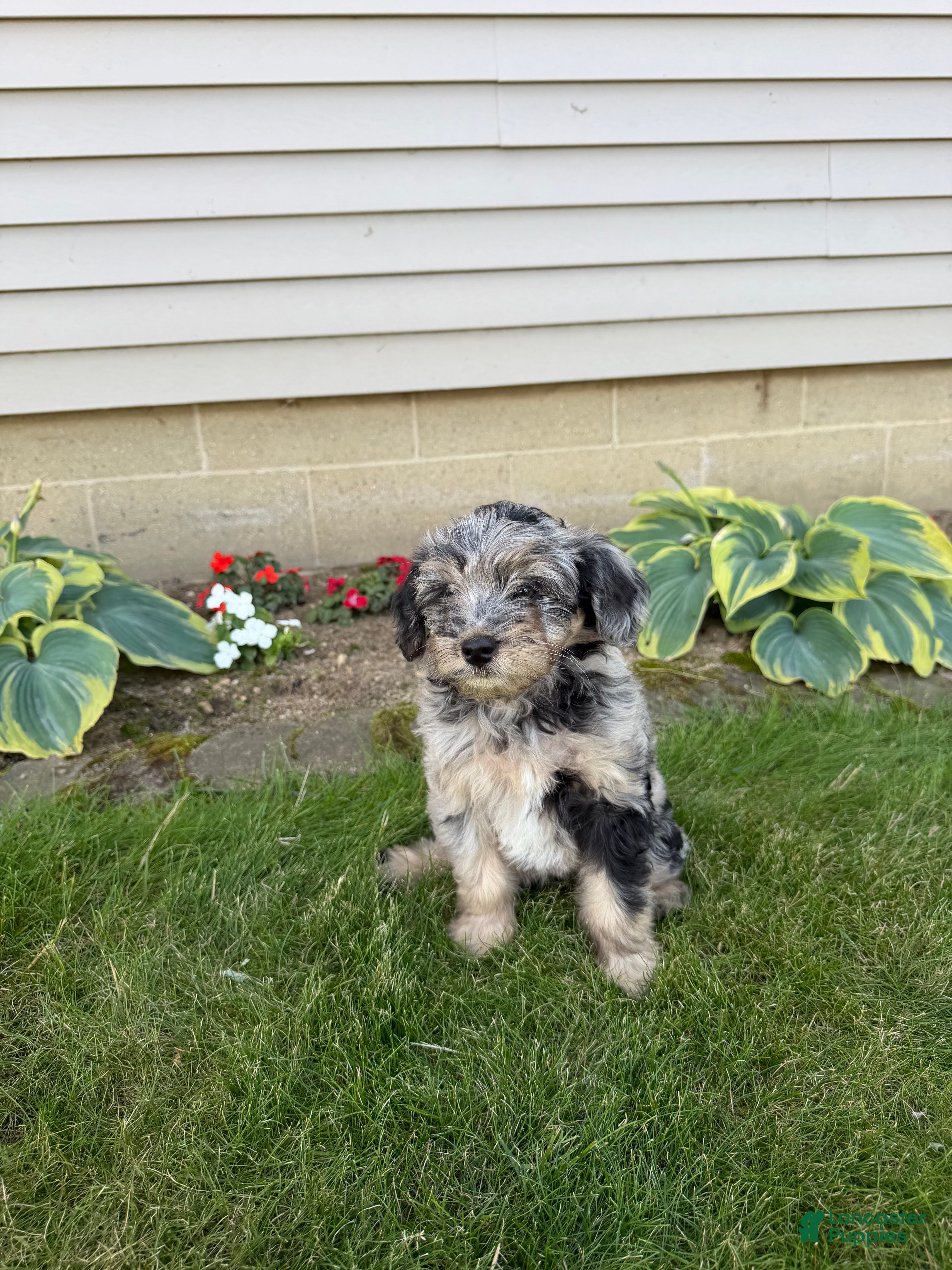 Aussiedoodle dogs Chloe - Ad 1