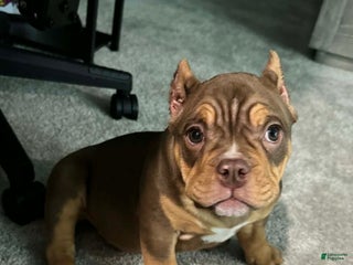 American Bully dogs Mary Jane - Ad 8