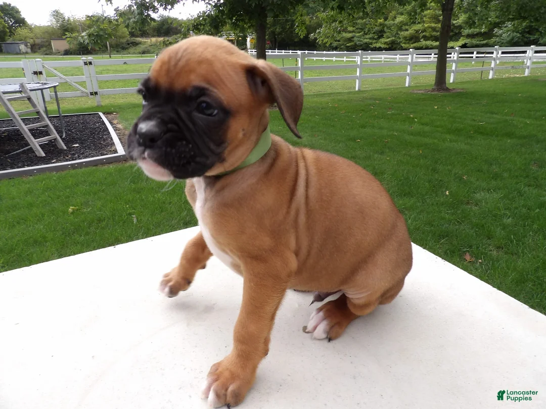 Gallery Image {{count}}