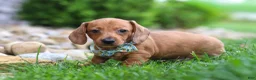 Miniature Dachshund dogs for sale: Ace - Ad 5