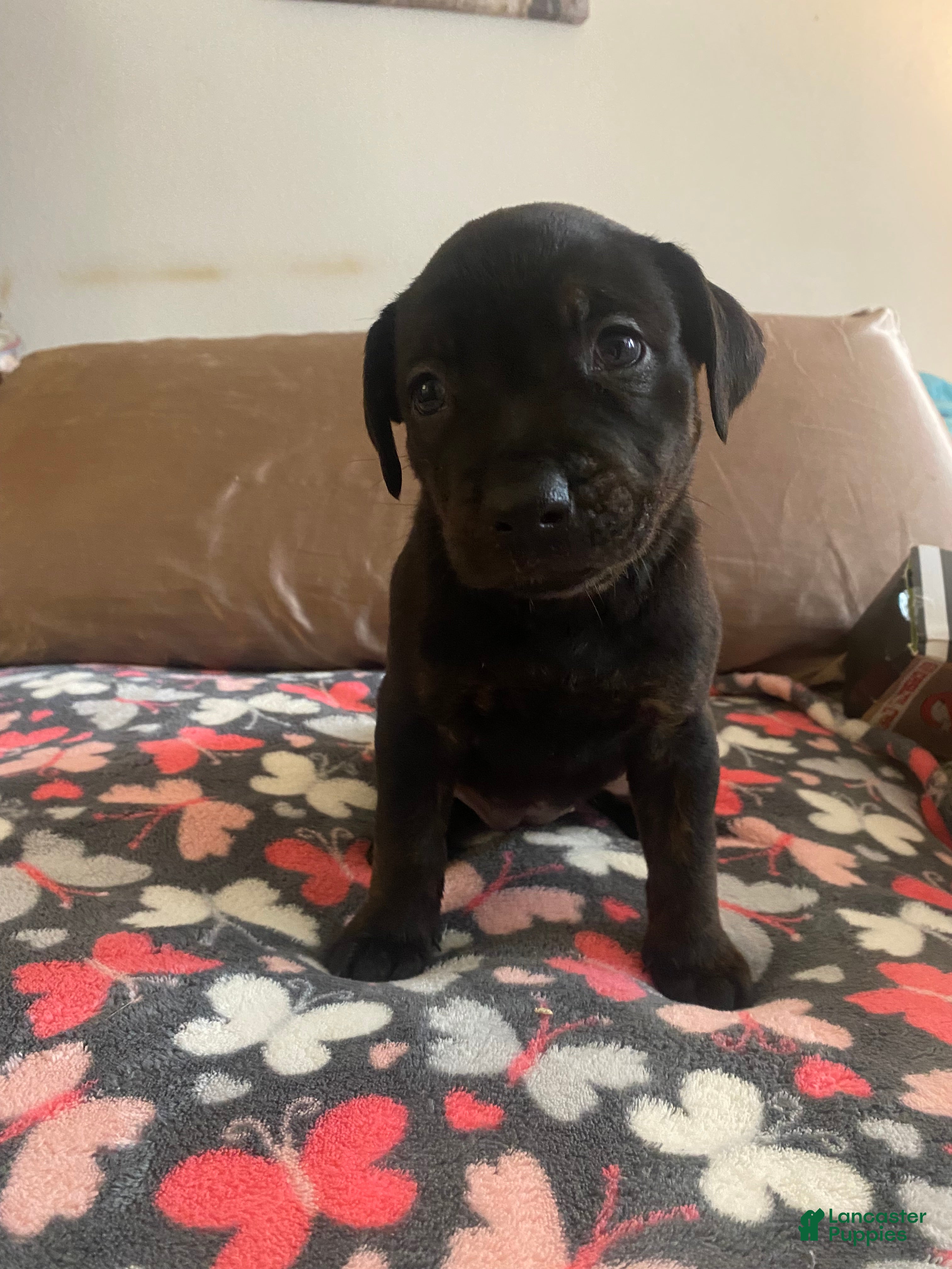 Mixed Breed dogs Nova - Ad 19