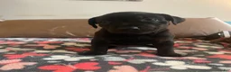 Mixed Breed dogs for sale: Nova - Ad 1