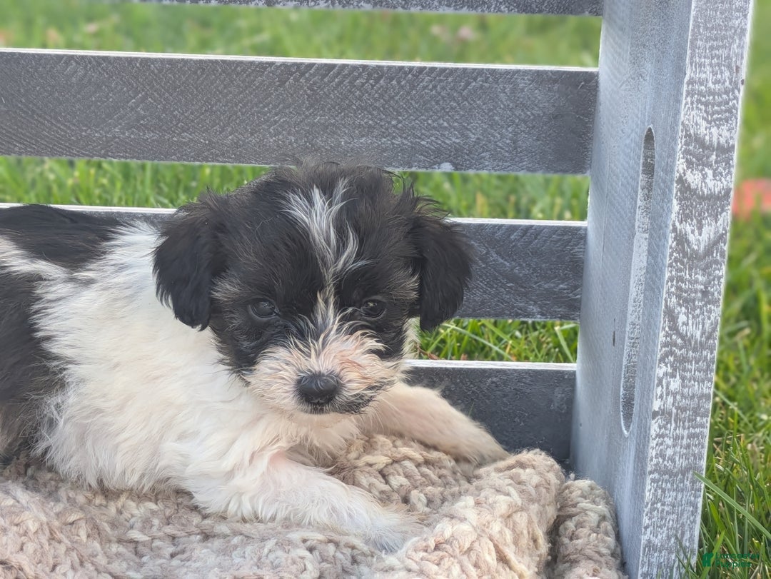 Havapoo dogs for sale:  Wynter - Ad 2