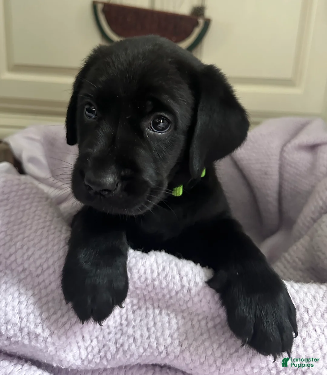 Labrador Retriever dogs for sale: Labrador Retriever Green - Ad 2