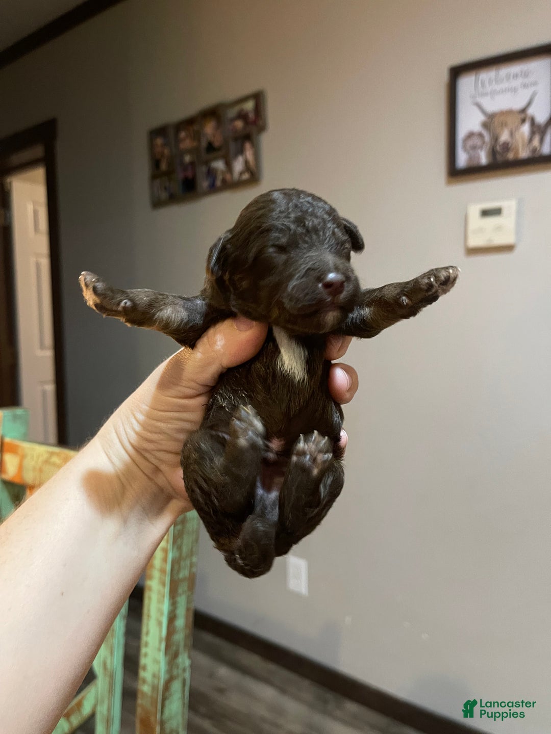 Miniature Poodle dogs for sale: Akc Clear Chocolate Phantom Boy 2 - Ad 11